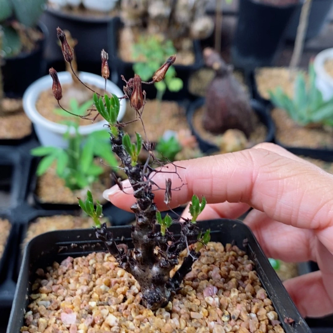 【闪购商品】黑曼巴稀有奇峰锦