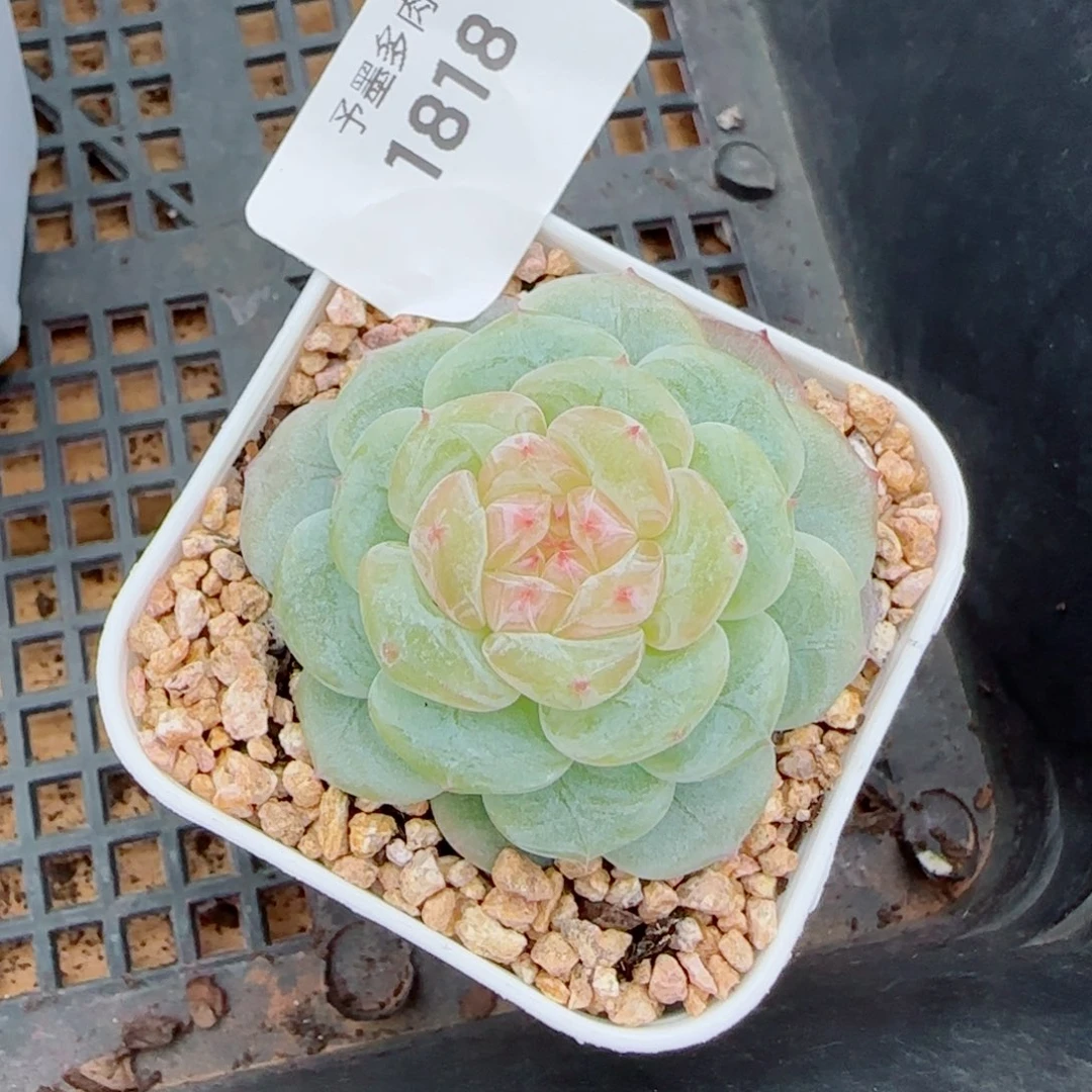 Z***c白体，1818多肉植物