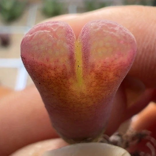 编号丢失骚粉窗一颗257。