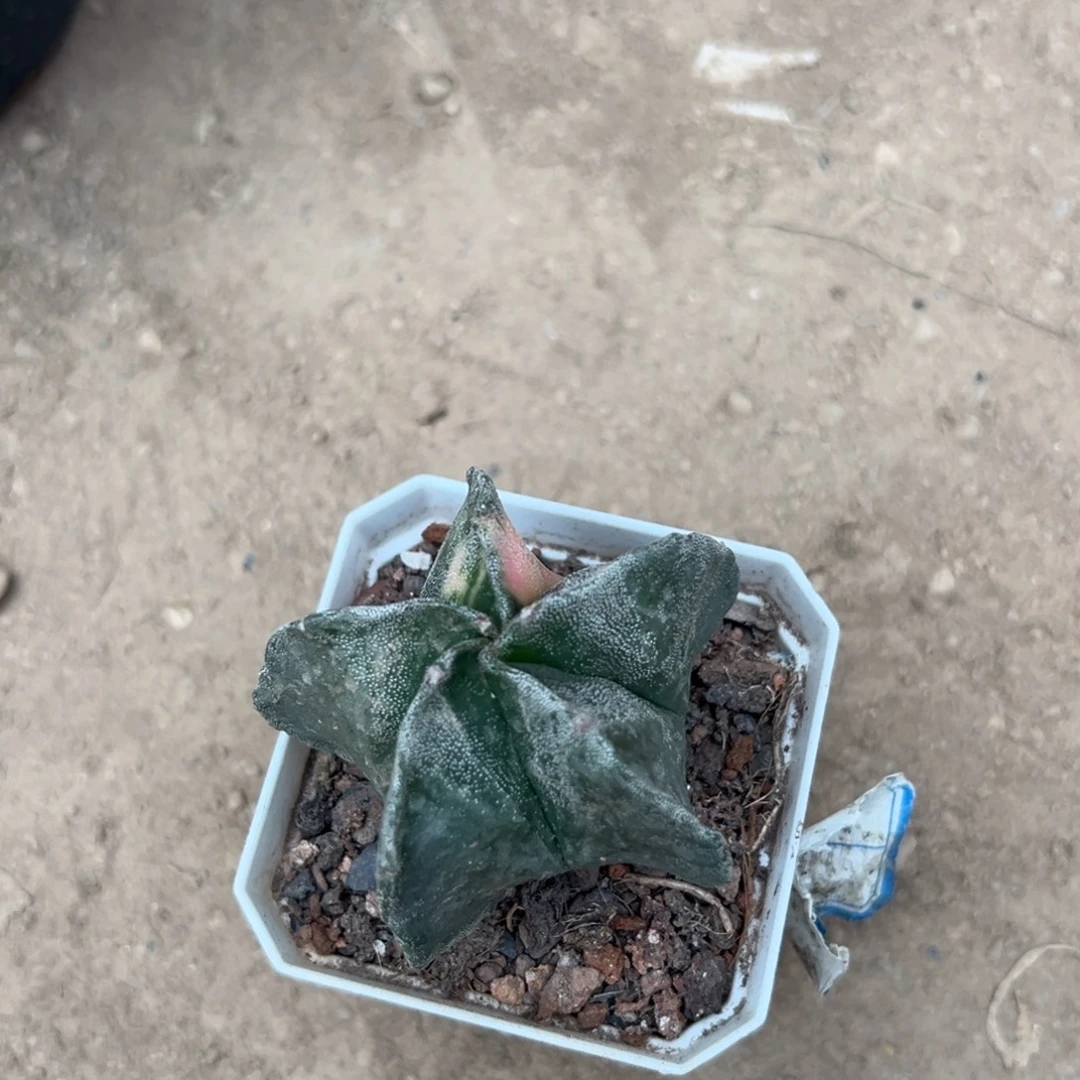 尚***綸零零落落 零零落落