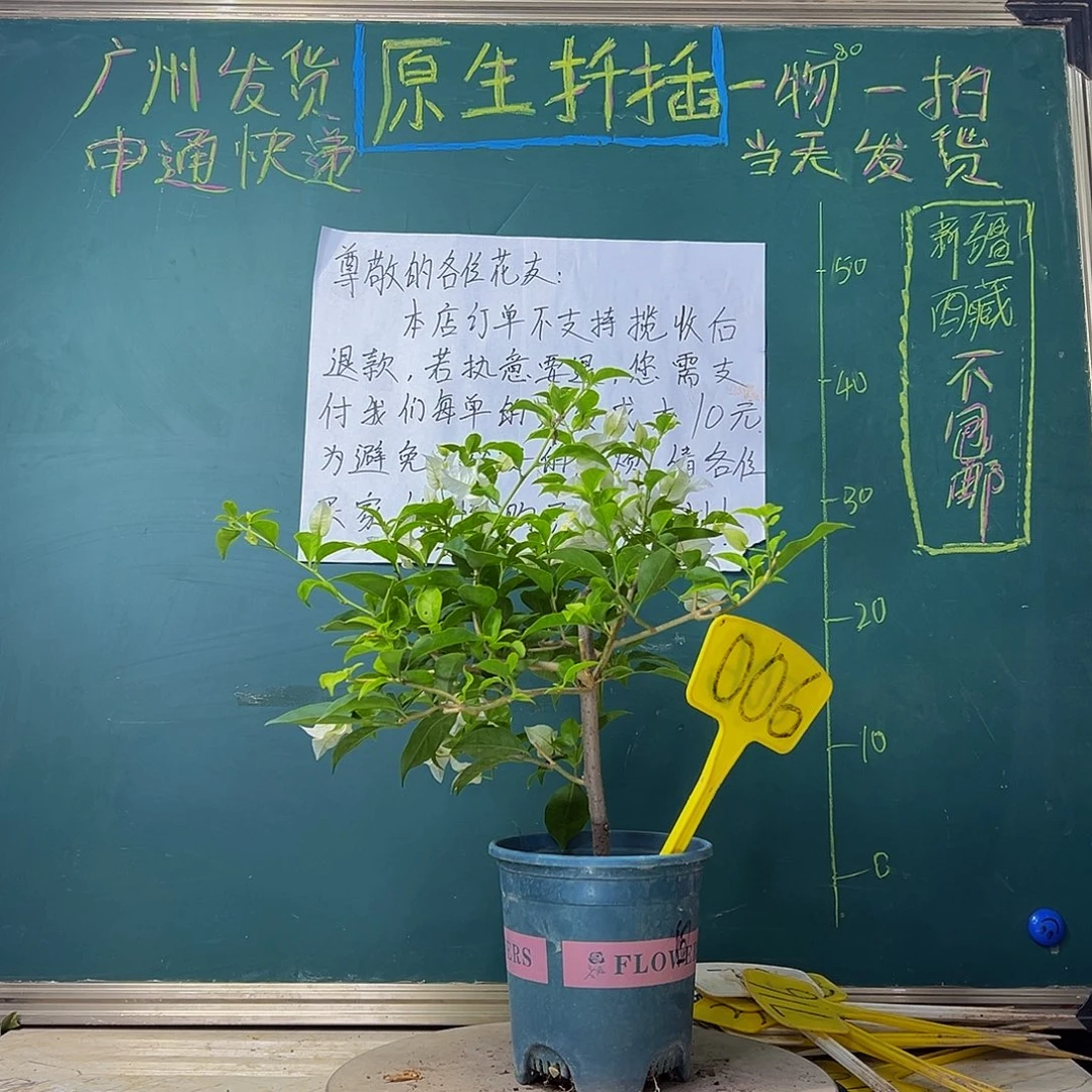 当前无花栽培后可以开花白雪公主006