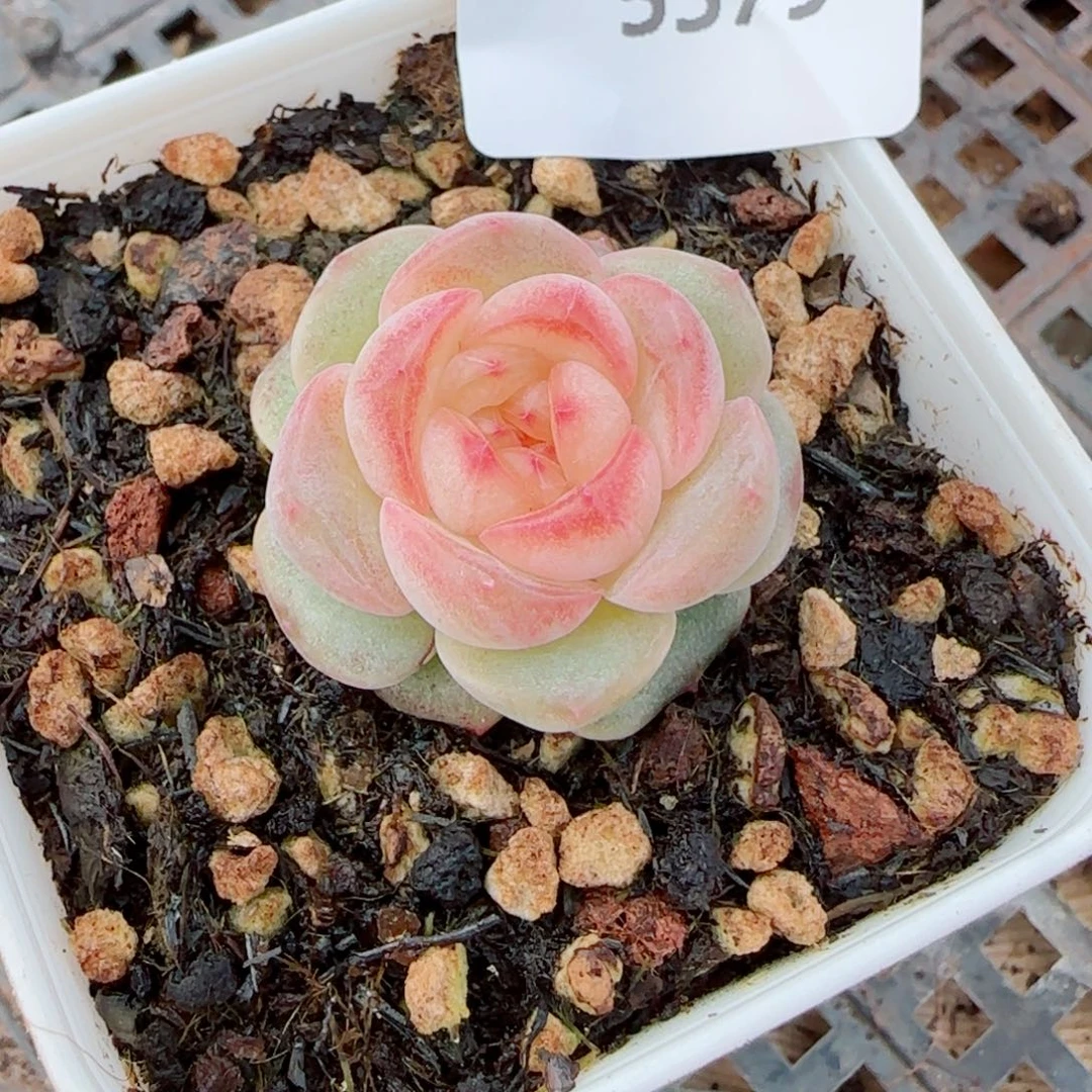 彩虹方糖，5579多肉植物