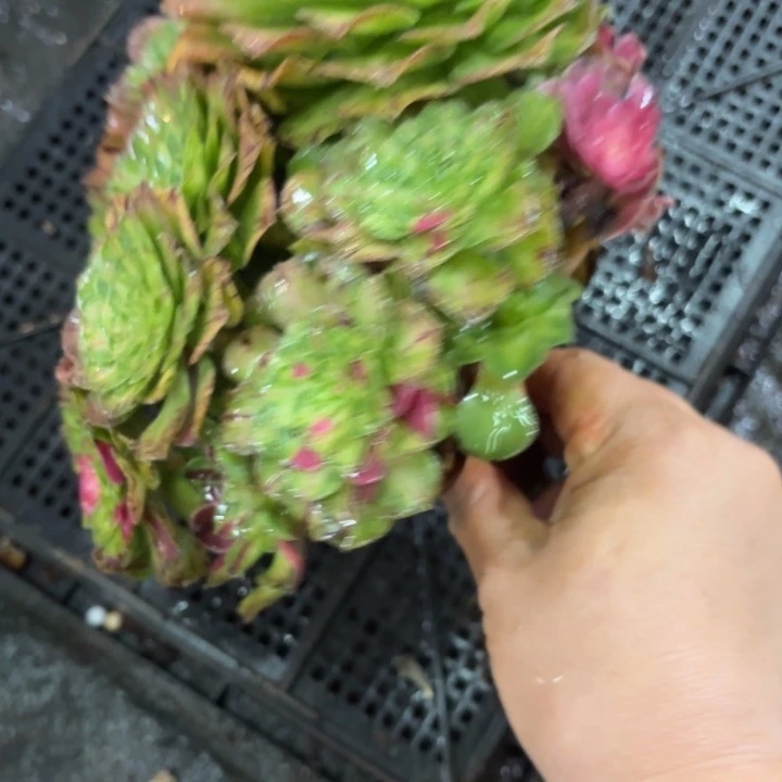 哈哈多肉葡萄福利315