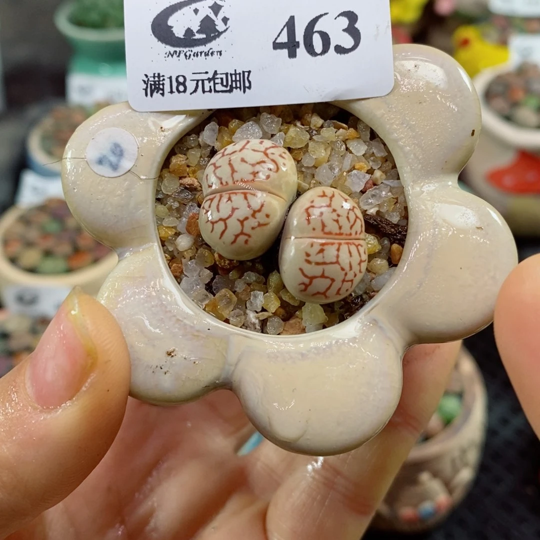 生石花花花花花花463