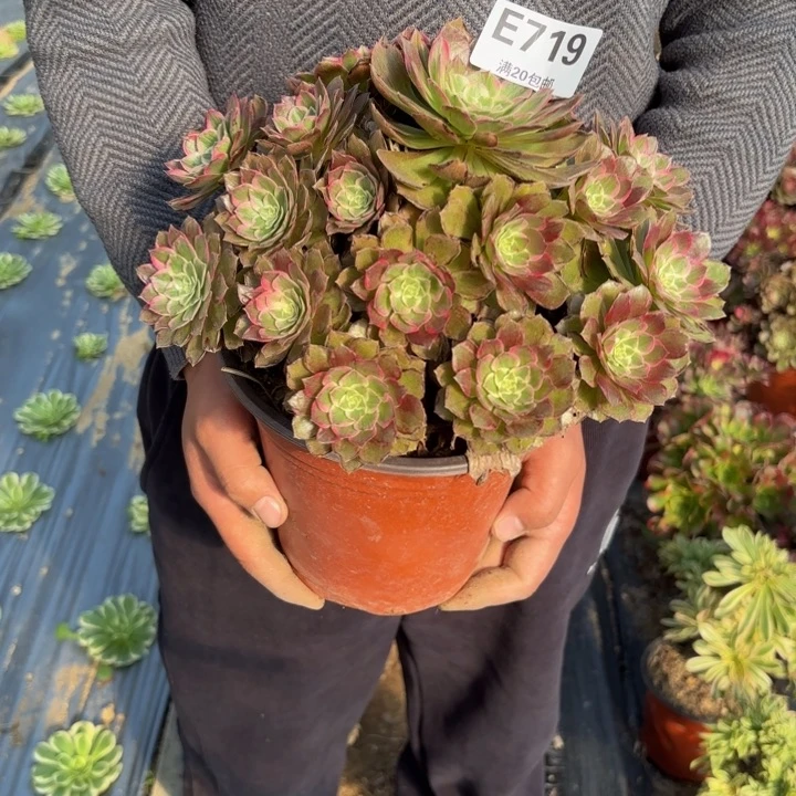 瑞妈，。。。。。。。719莲花，