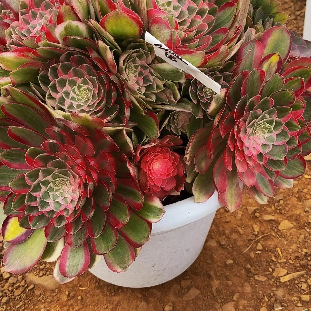 二**姨上古园艺多肉植物