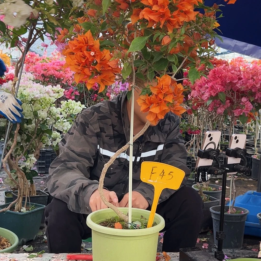 用***2大部分花苞少量开放F45橙桑巴