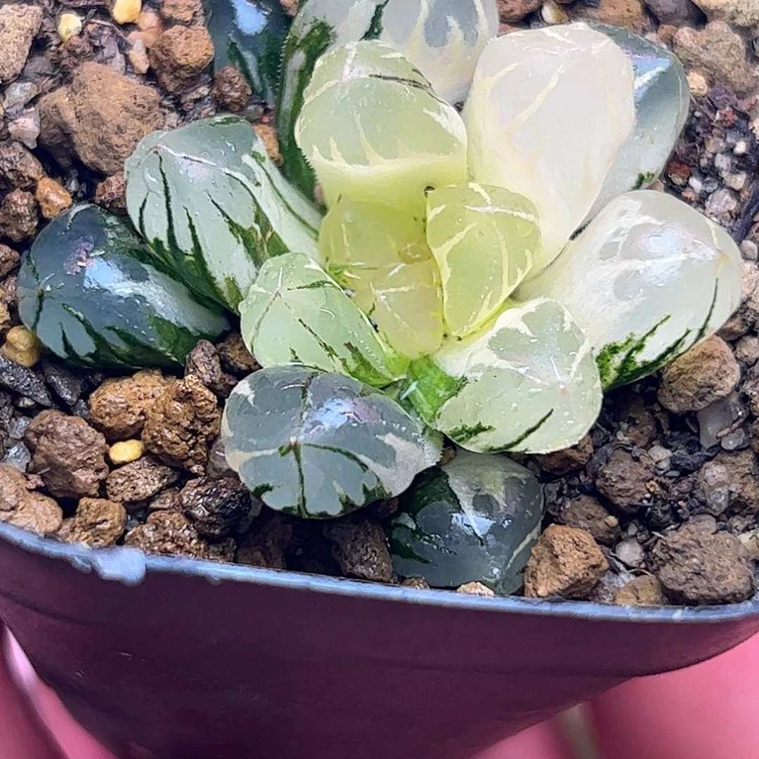 水晶锦十二卷多肉植物