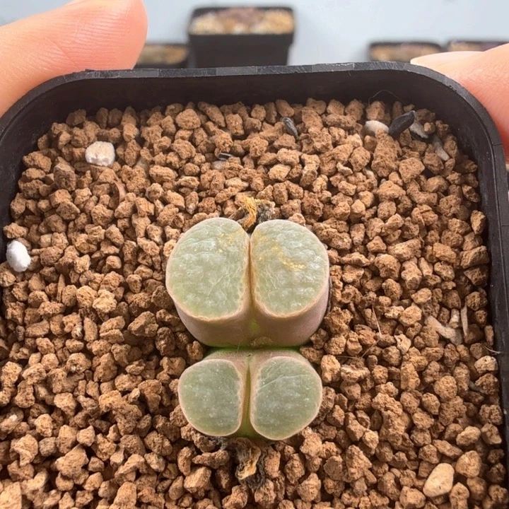 园艺雪花磁铁 带盆发