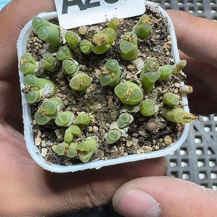 282 多肉植物多肉植物