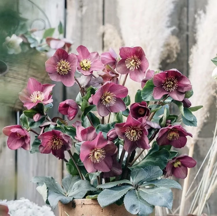 洛神铁筷子 （1.5加仑）盆栽花卉耐寒植物花期长 云南鲜花绿植