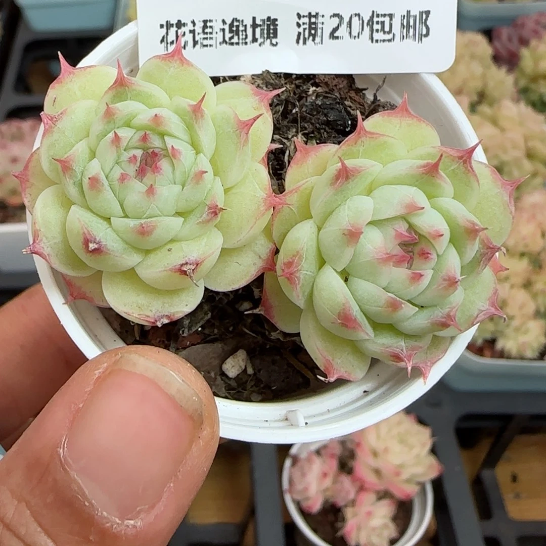 静*?花语逸镜0119-76海王