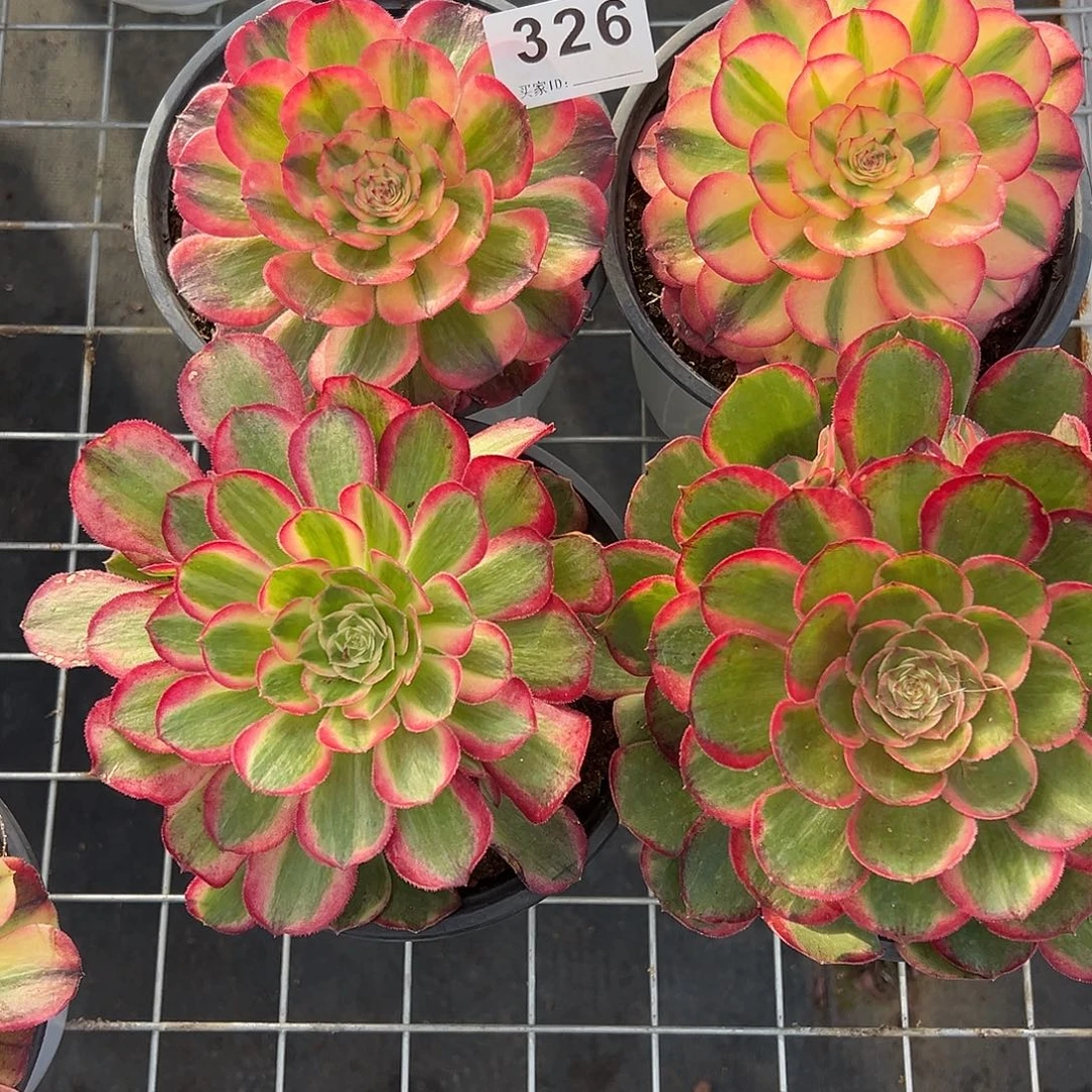 精品多肉植物326组合