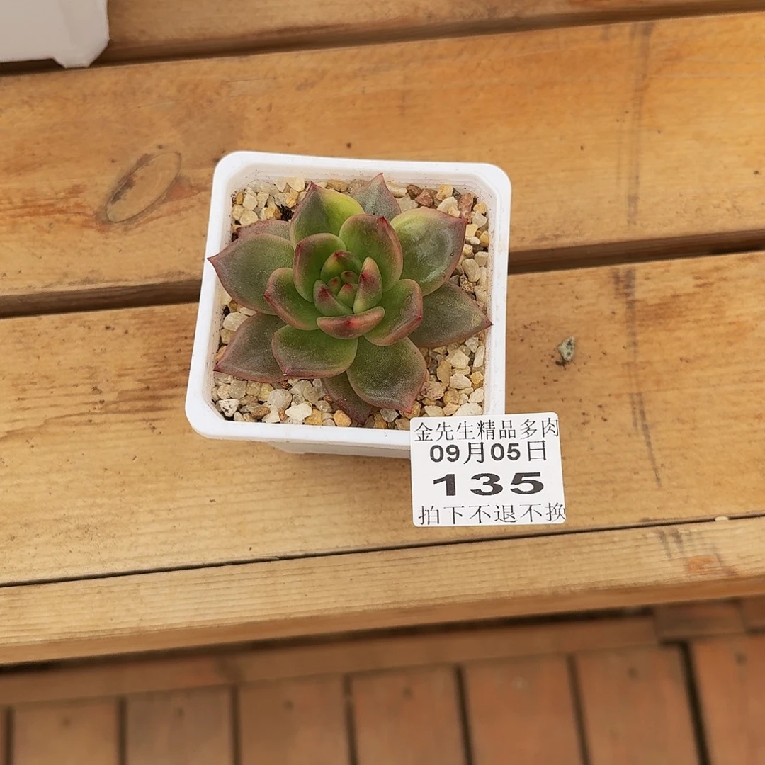 无***论0905-135沙论锦单头