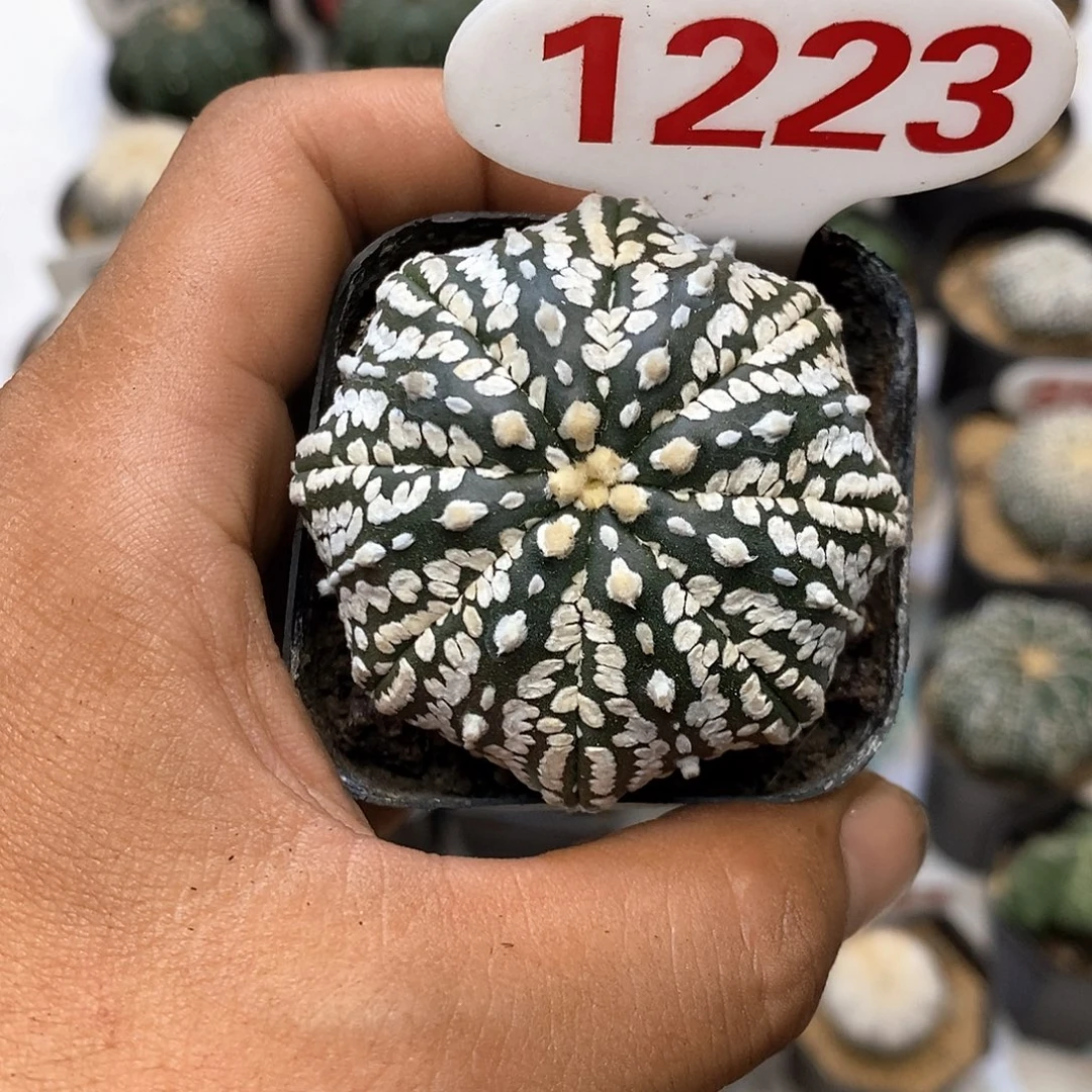 1223福利特价咯打特价咯