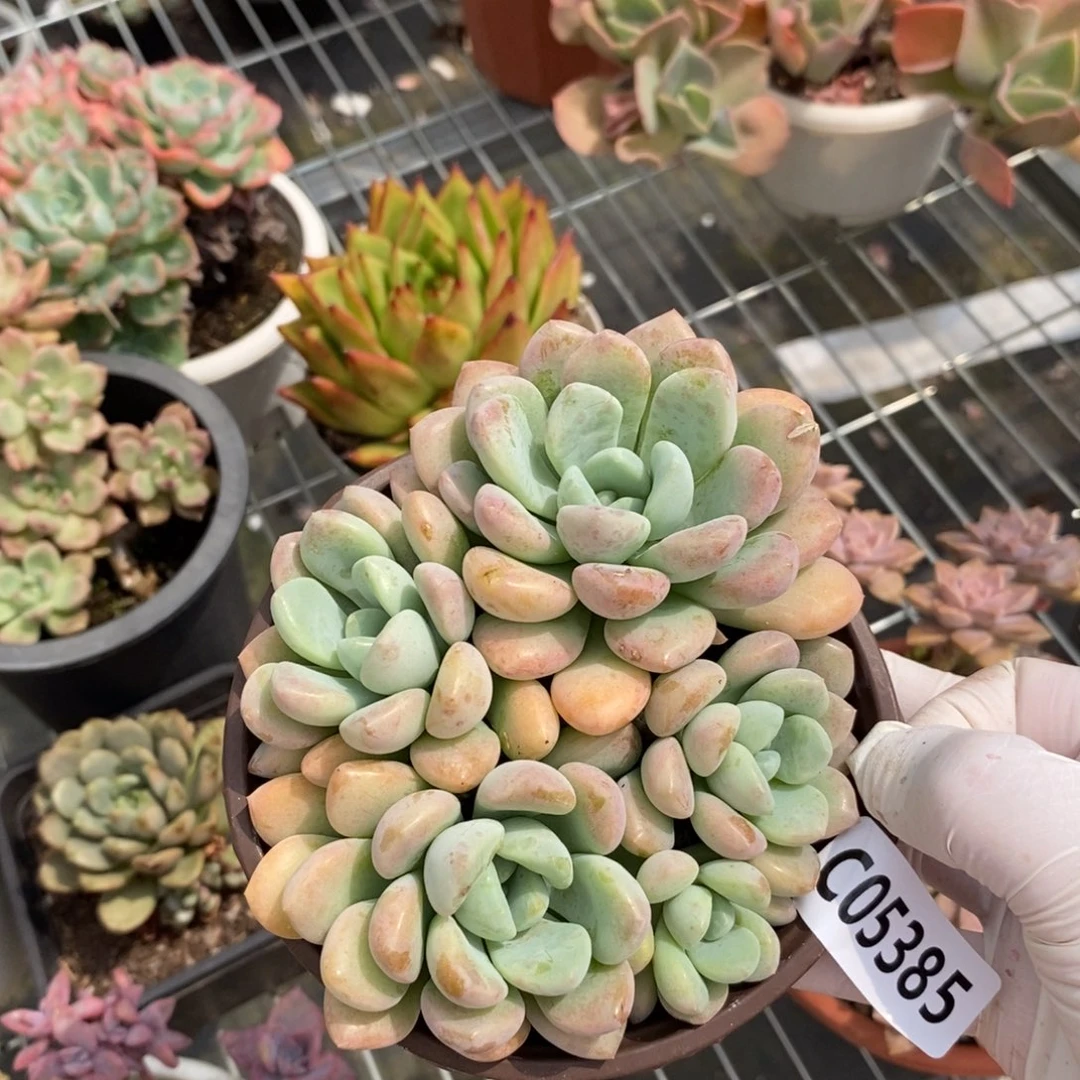 5385花斑露一物一拍