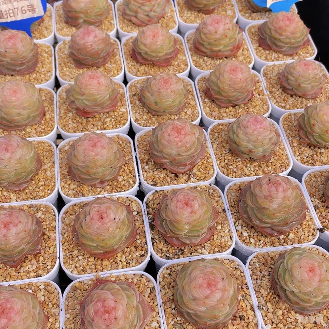 量拍76号 冻唇蜜珍妮单头一个