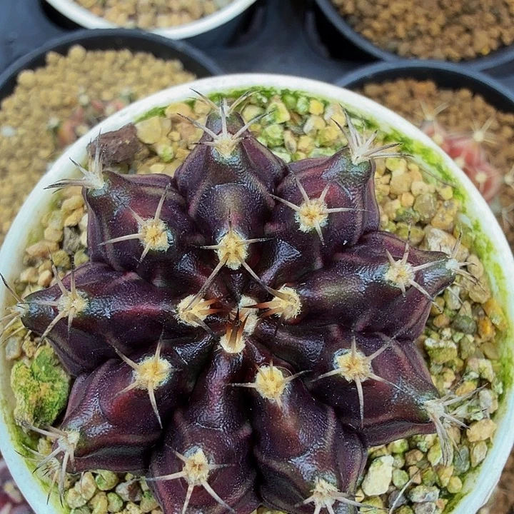 当前无花朵，栽培后可花朵