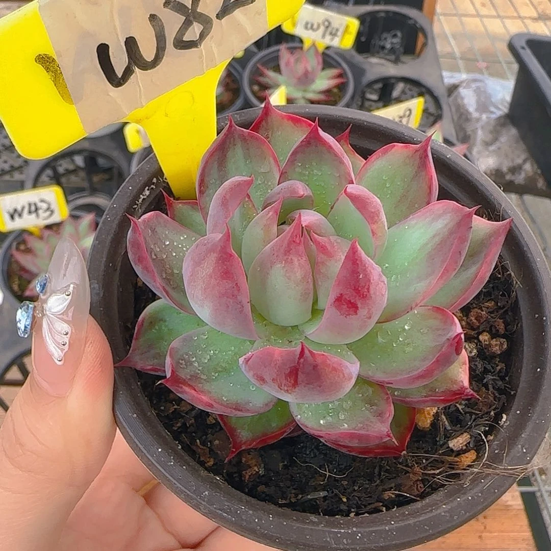 哦*W82 惊鸿多肉植物