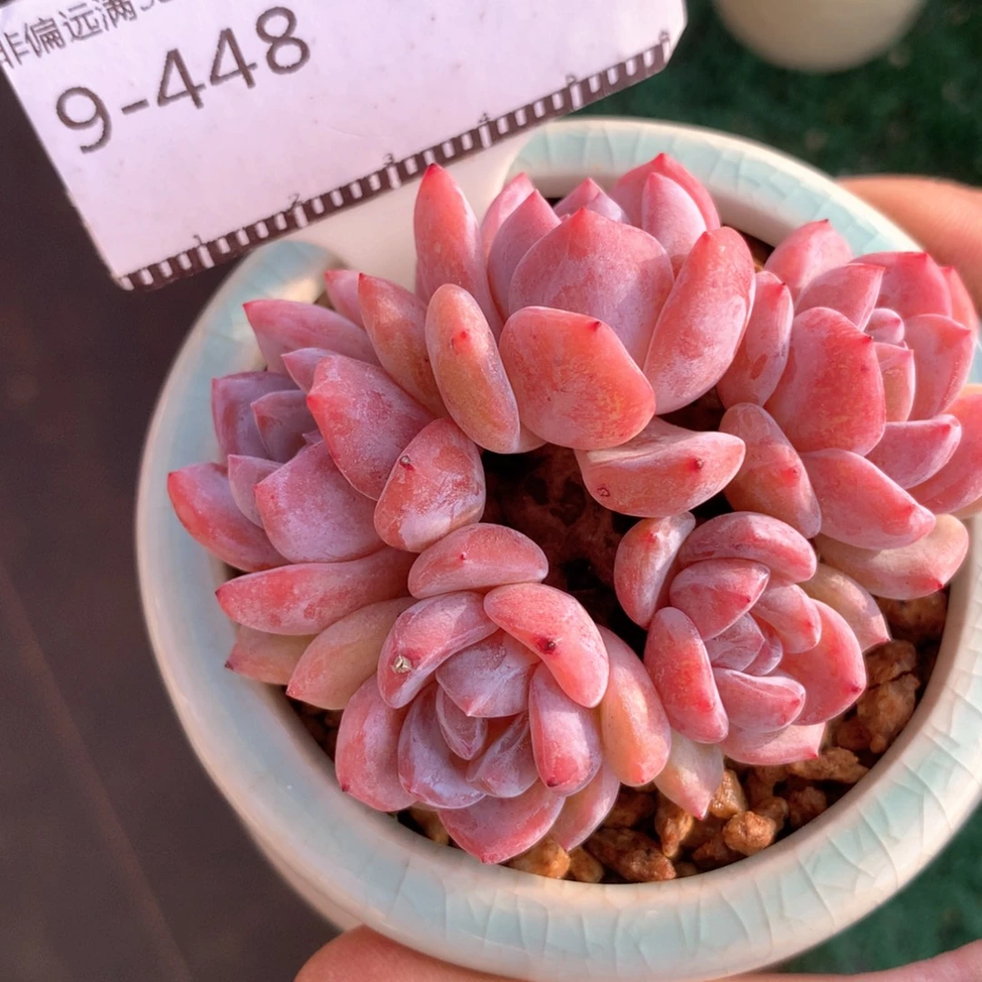 橙梦露老桩精品58包邮不包整