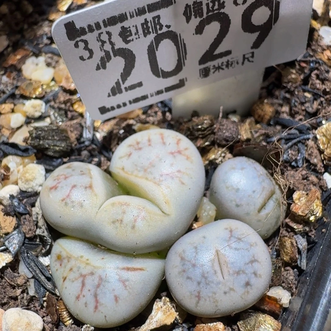 zzzz生石花肉锥2029
