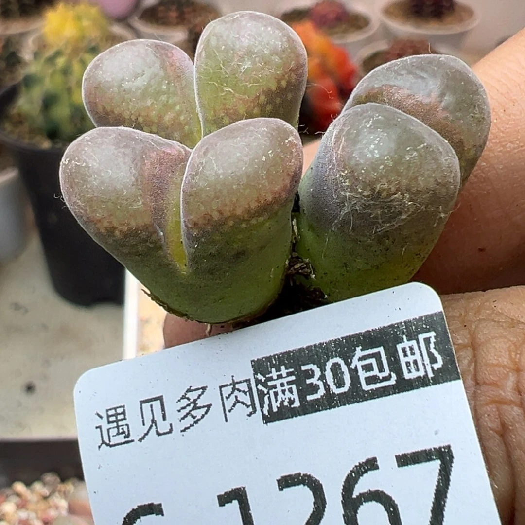 多肉植物11111111111