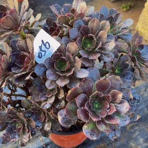 圆叶灰多肉植物丛林多肉56多肉