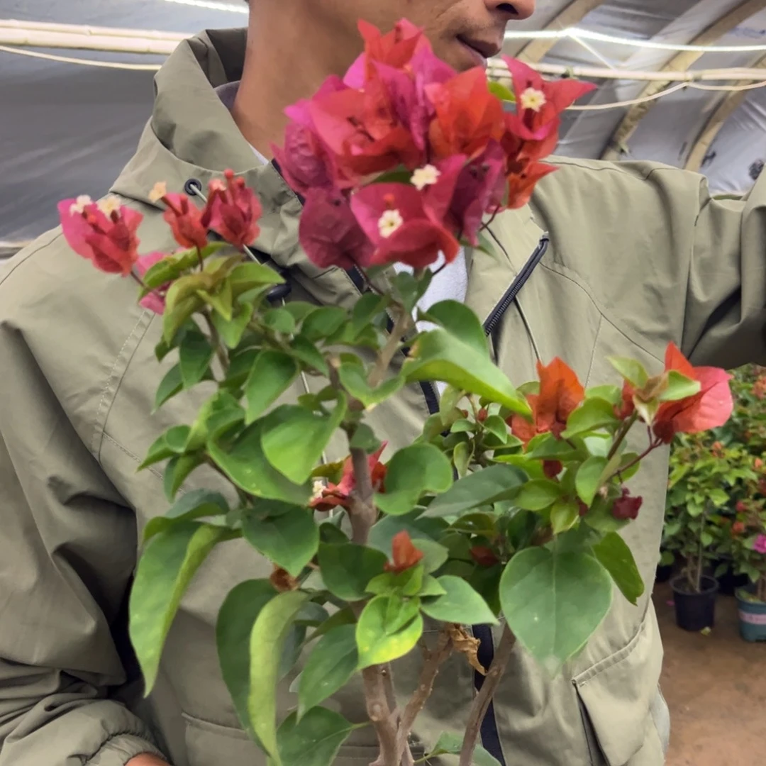 完全开放（巧克力）三角梅会落花落叶会光杆苗有大有小