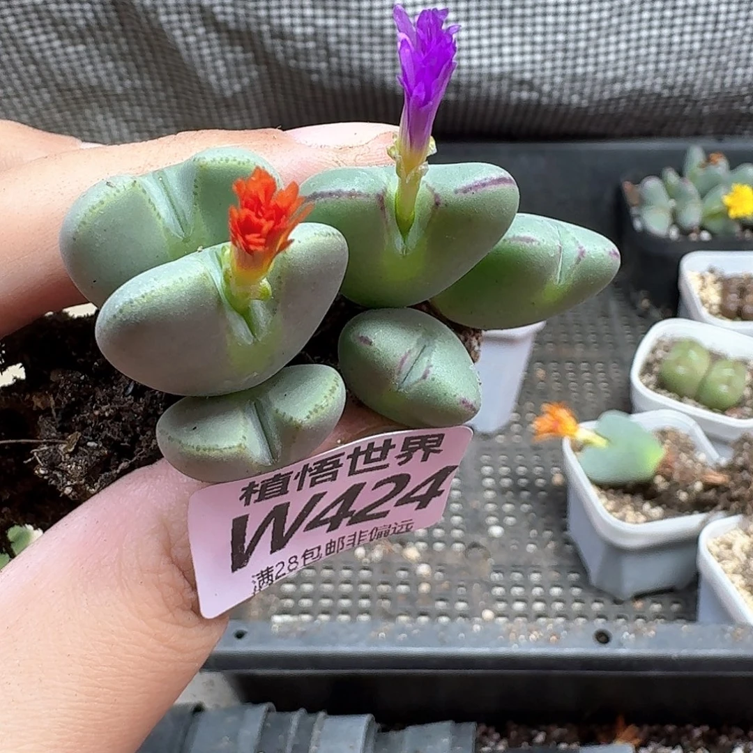 多肉植物的润泽地fgvb