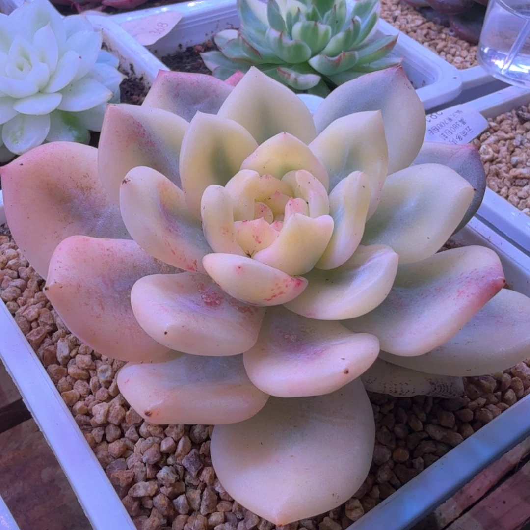 奶盖杂交 多肉植物