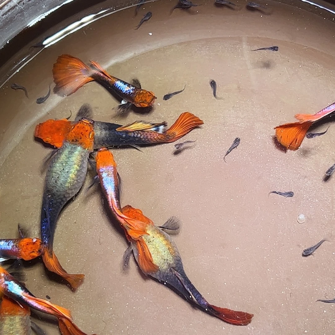 孔雀鱼深海蓝贵族2对