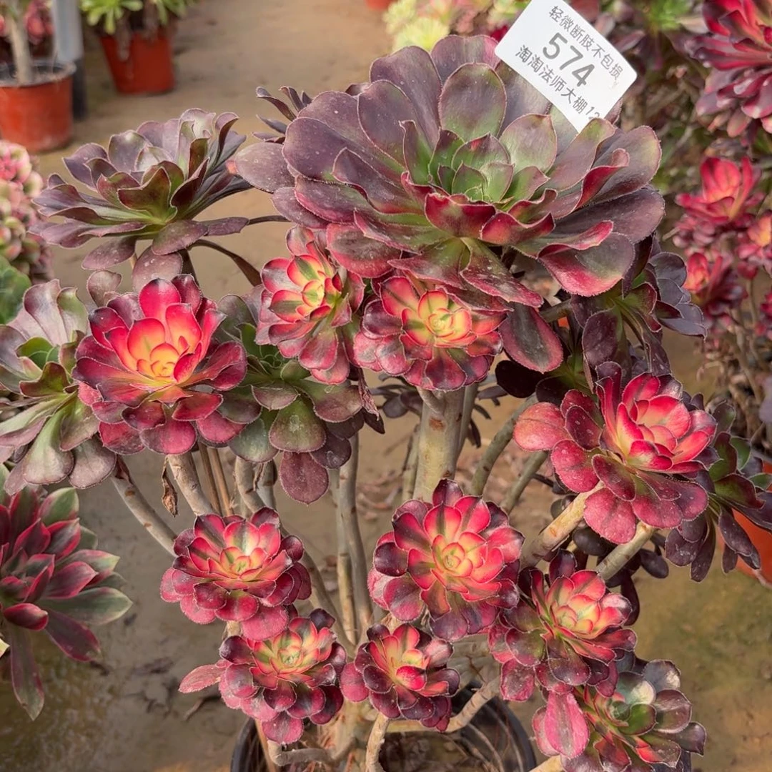 574花蝴蝶多肉植物法师