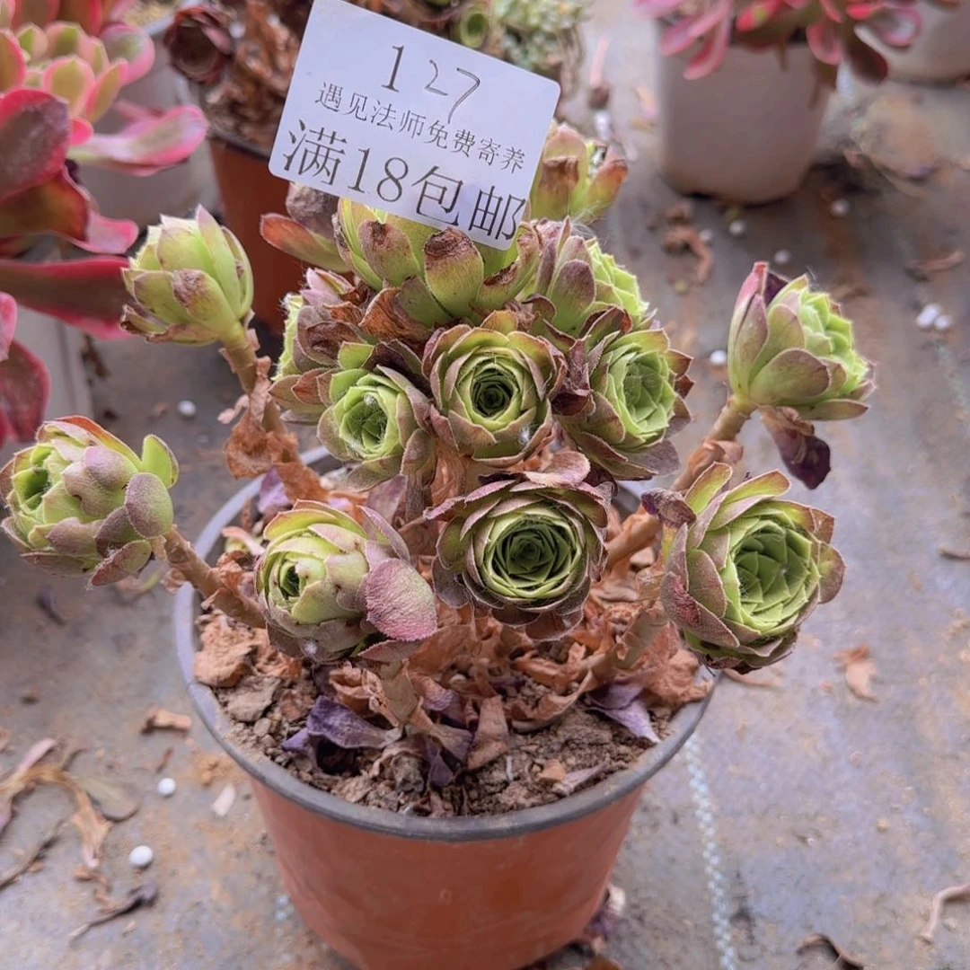 127号。  万圣夜。   冠服。25。