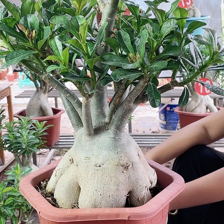 搞****完全开放沙漠玫瑰