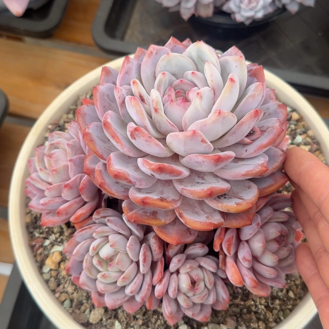 多肉植物一物一拍