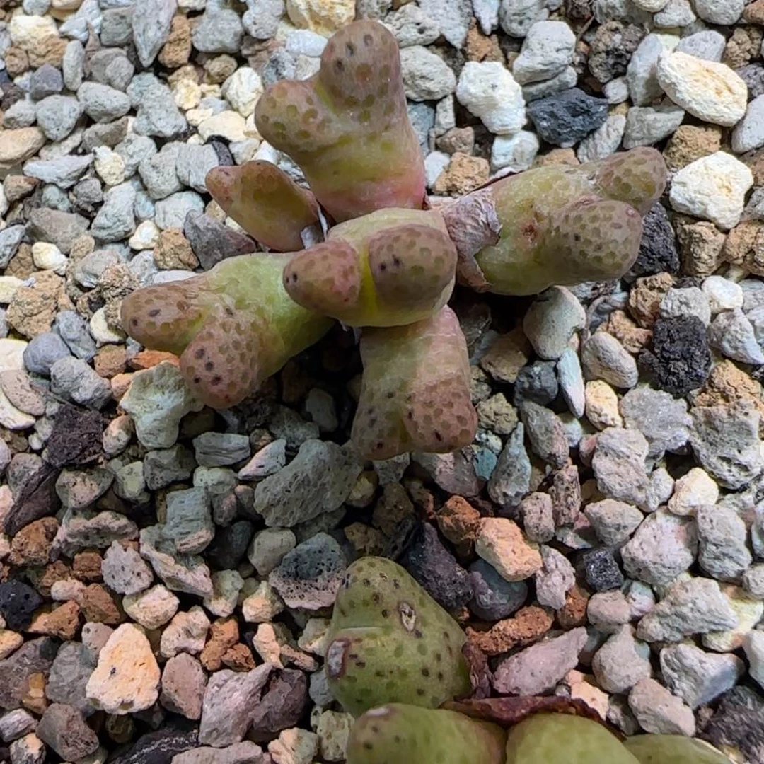 沈**泽955d斑马多肉植物