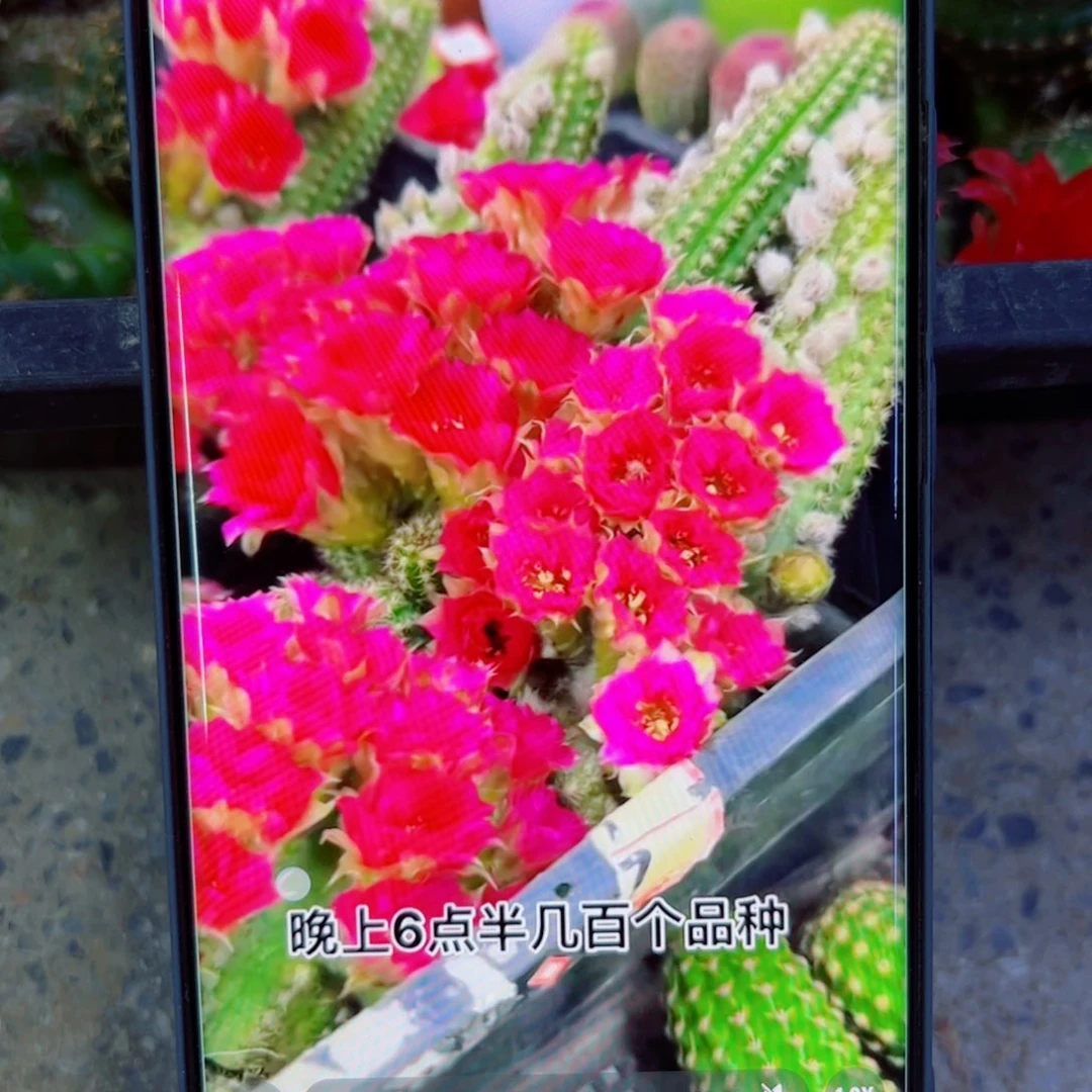 下58白檀品红2个无根小侧芽20包邮