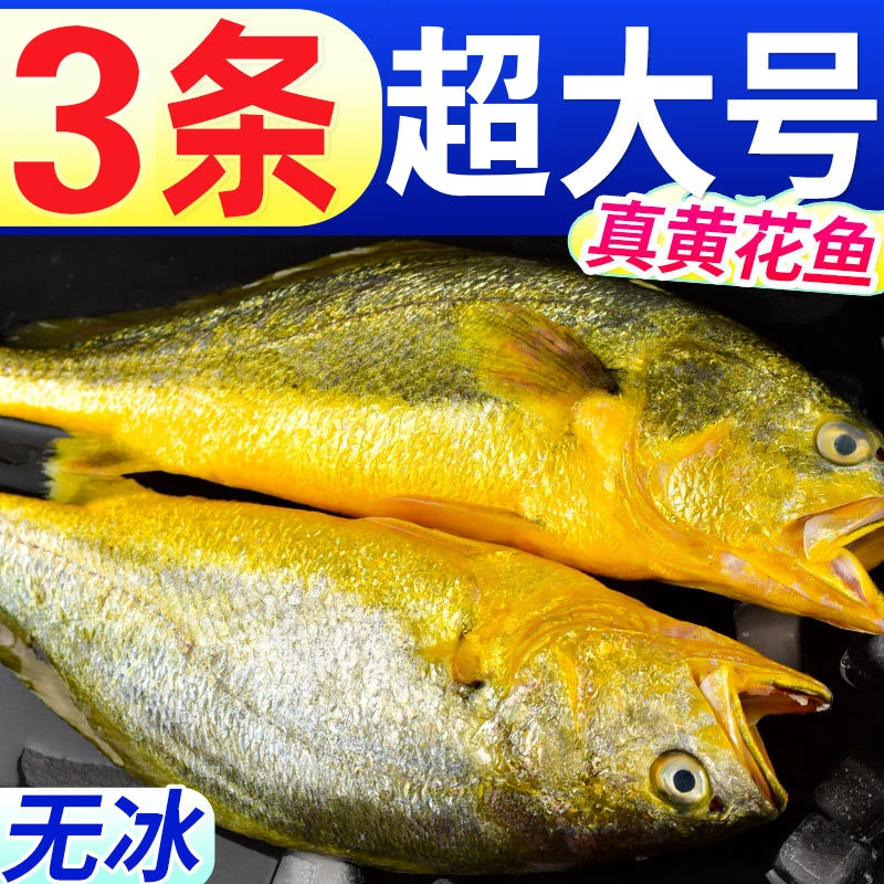 3条【粉丝福利】超大号1.5-1.7斤/条海捕黄花鱼顺丰冷链独立包装