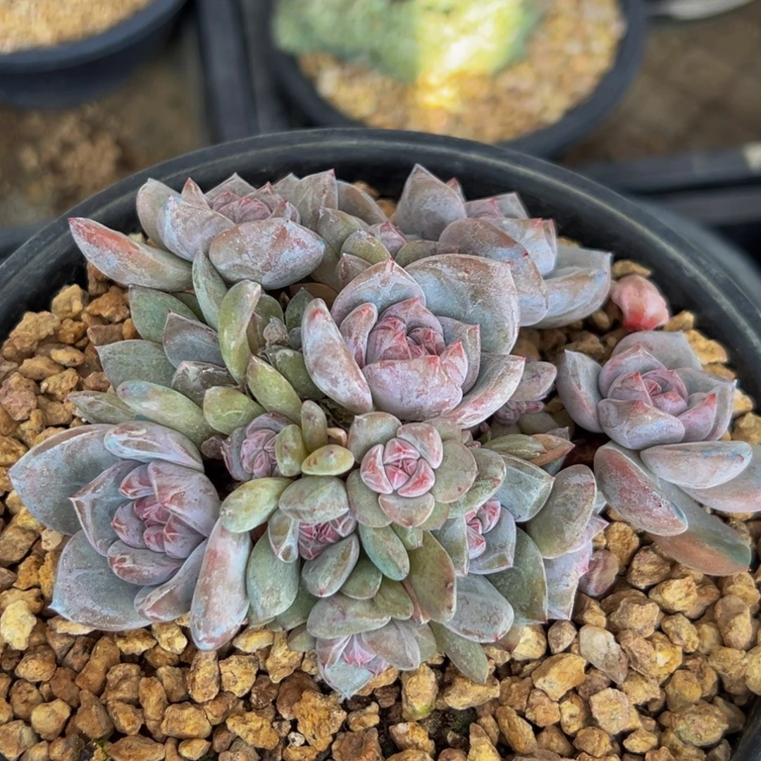 新年快乐 新年快乐