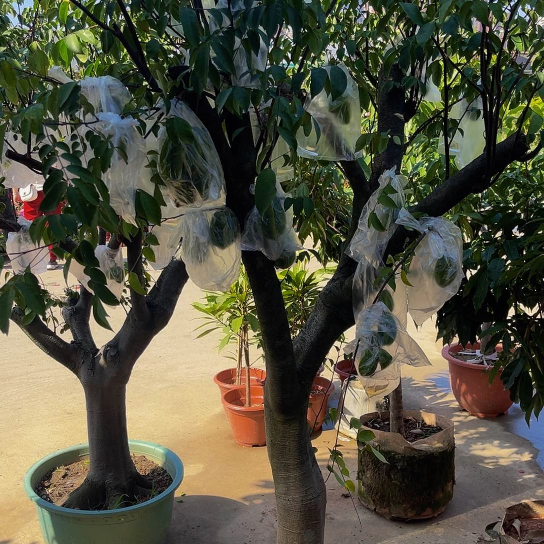 深***司完全开放果树果树1111