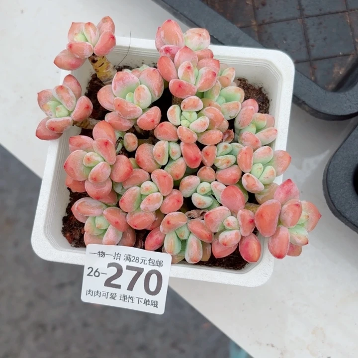 红洛神无盆土发货无盆