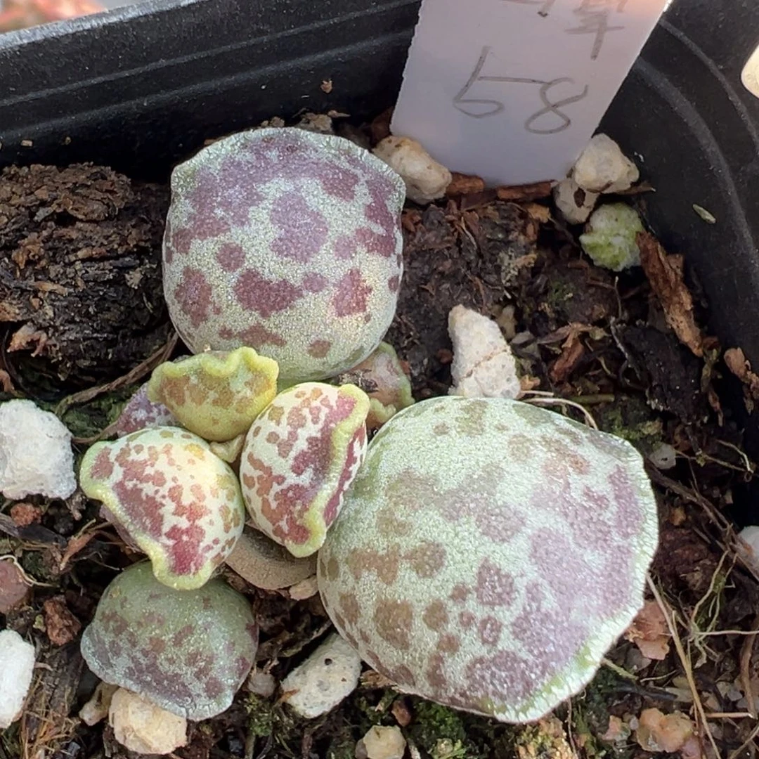 29水墨画老桩多头达摩海豹