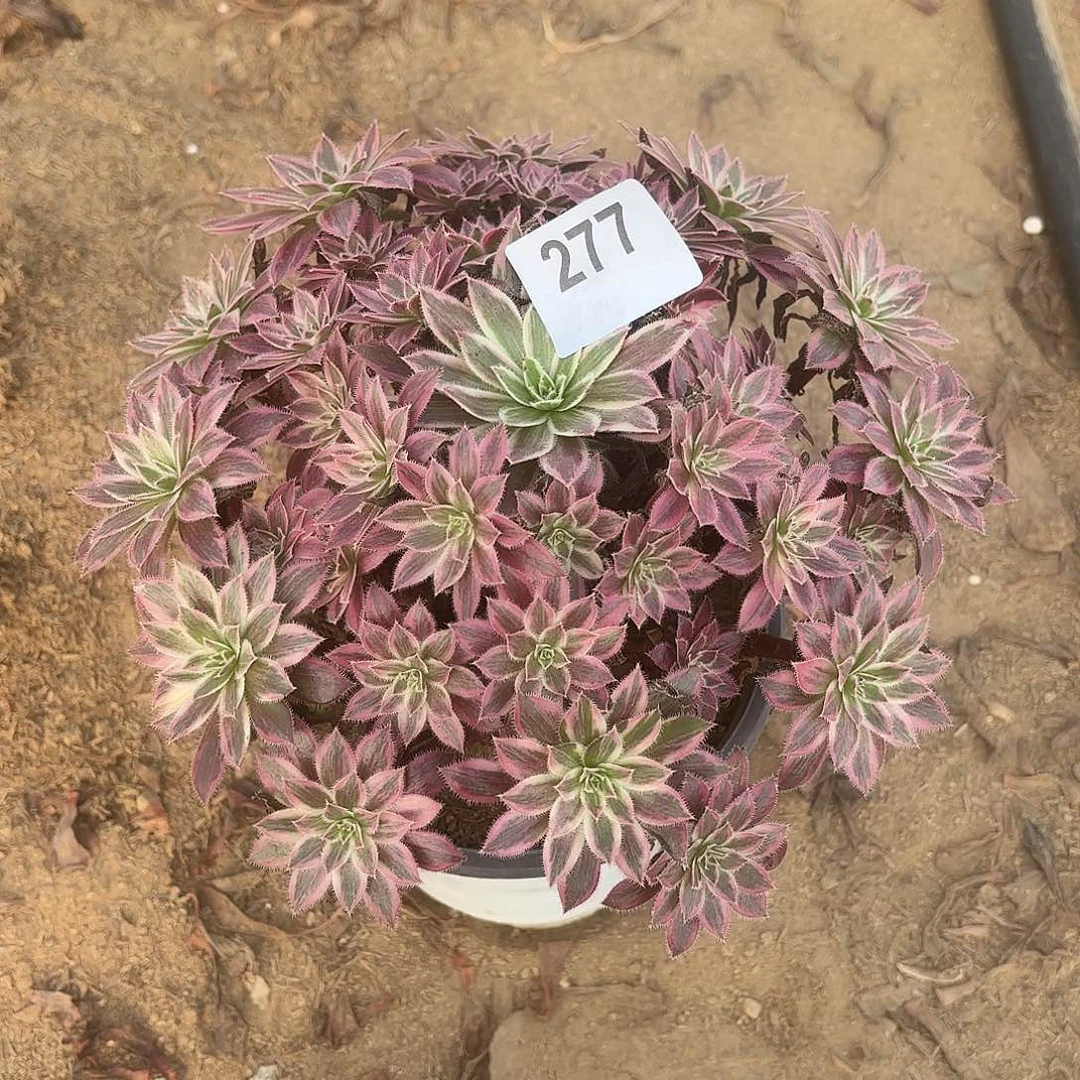 凤凰锦断枝不包277