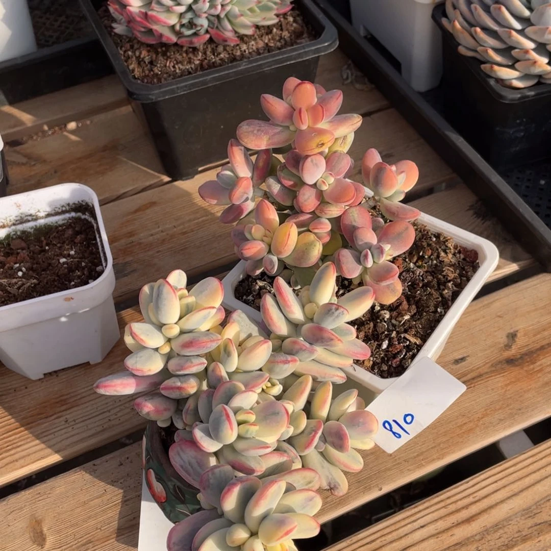 用****0淘多肉乒乓两盆