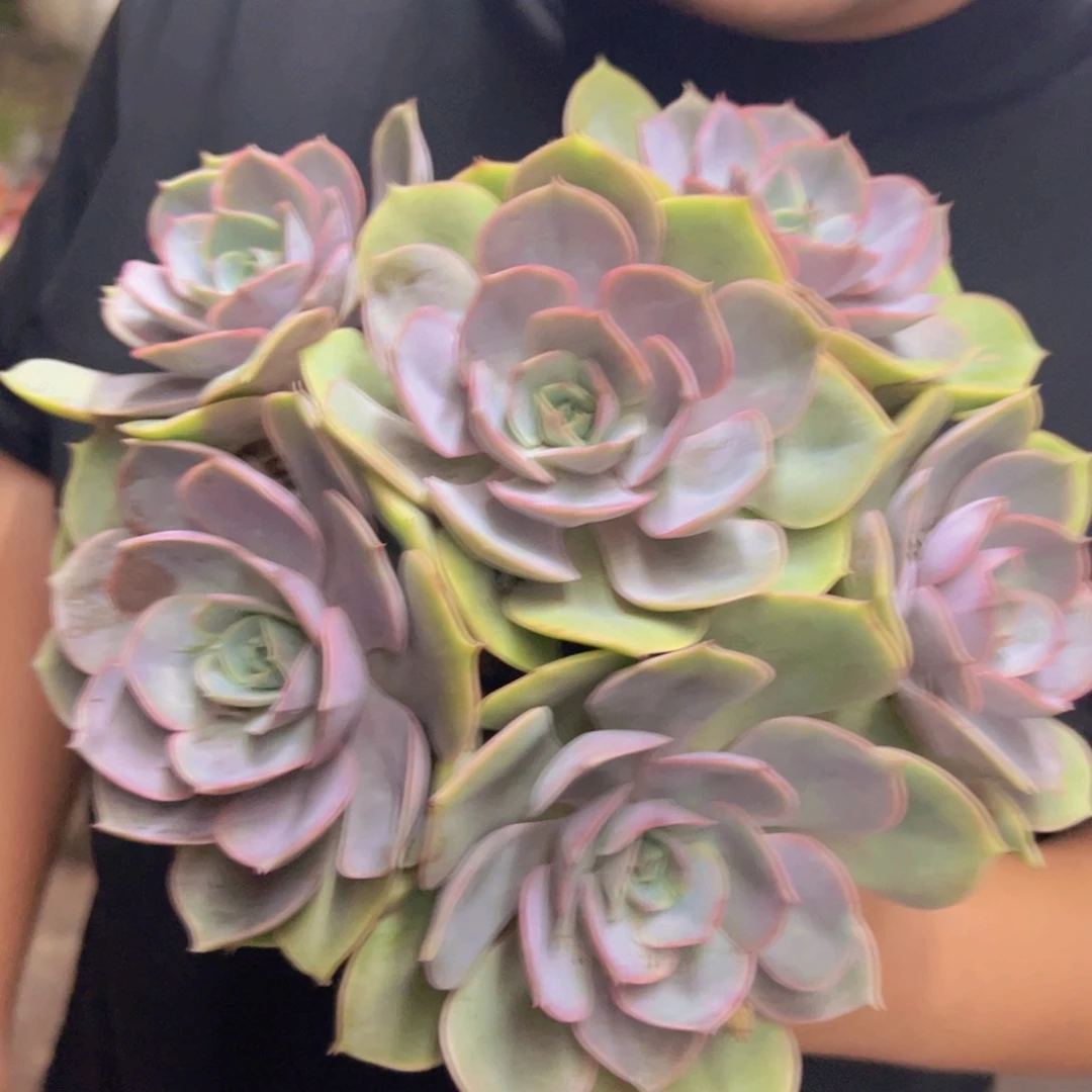 蓝色苍鹭五头起发