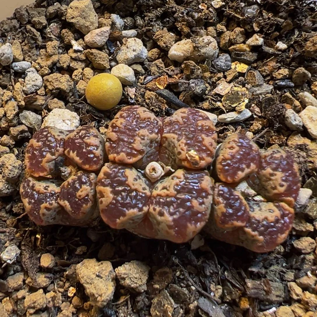 52多肉植物百科植物