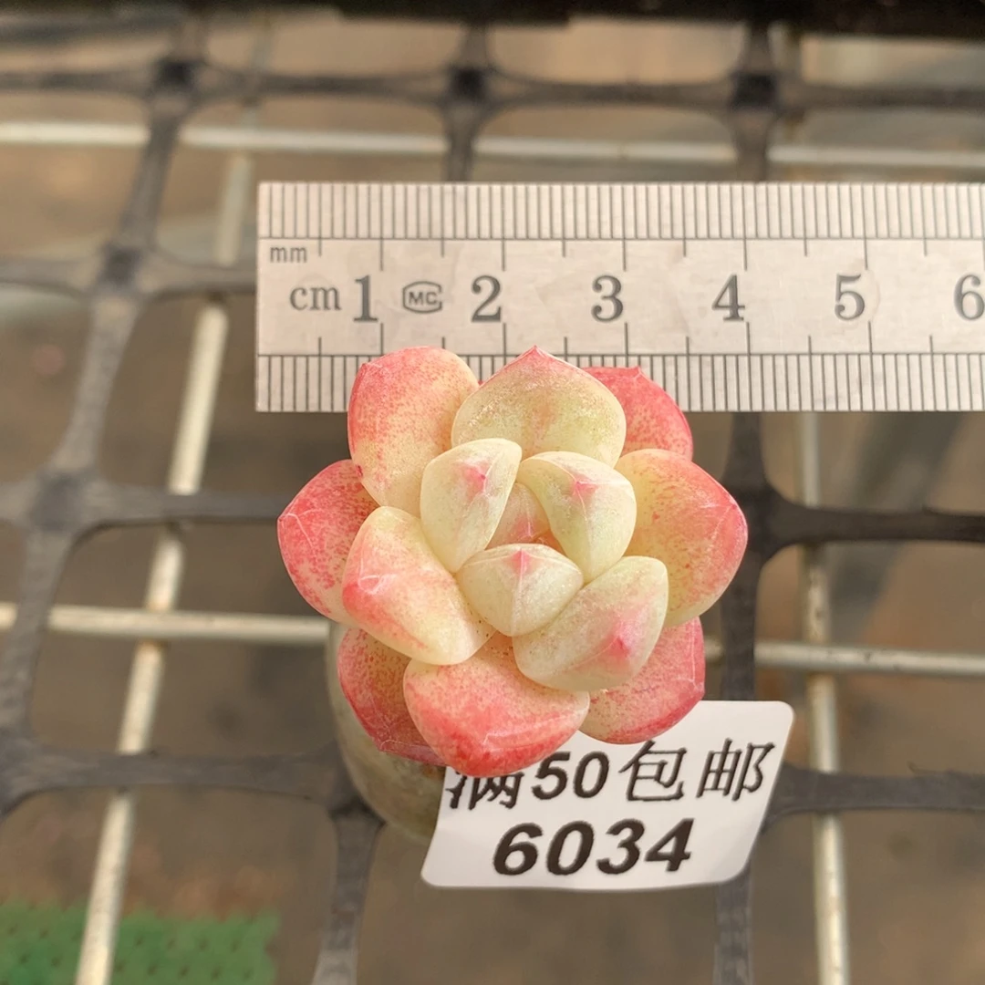 6034单头玻璃瓶小树冰玉冠服3.5