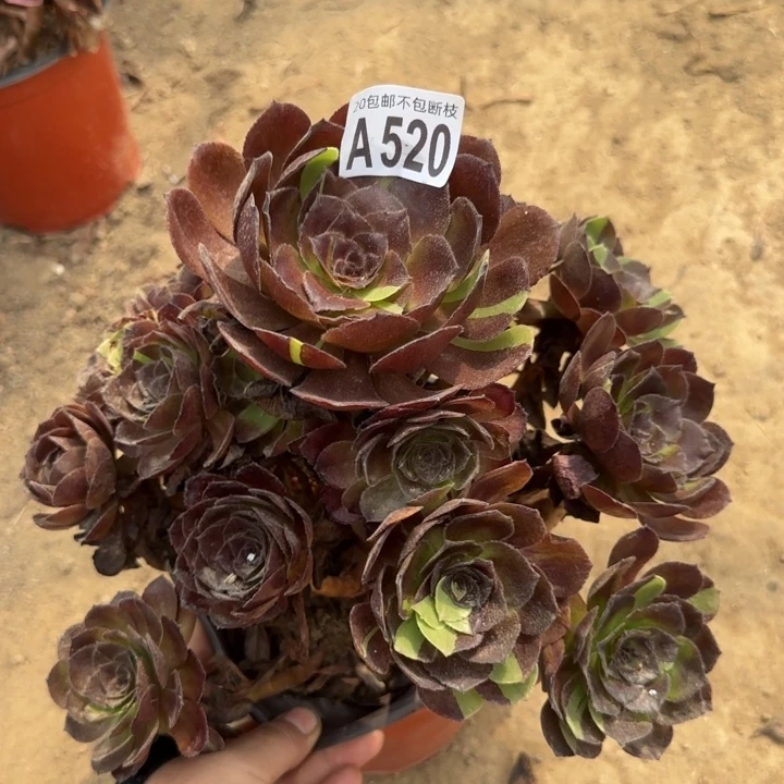黑寡妇……多肉植物……