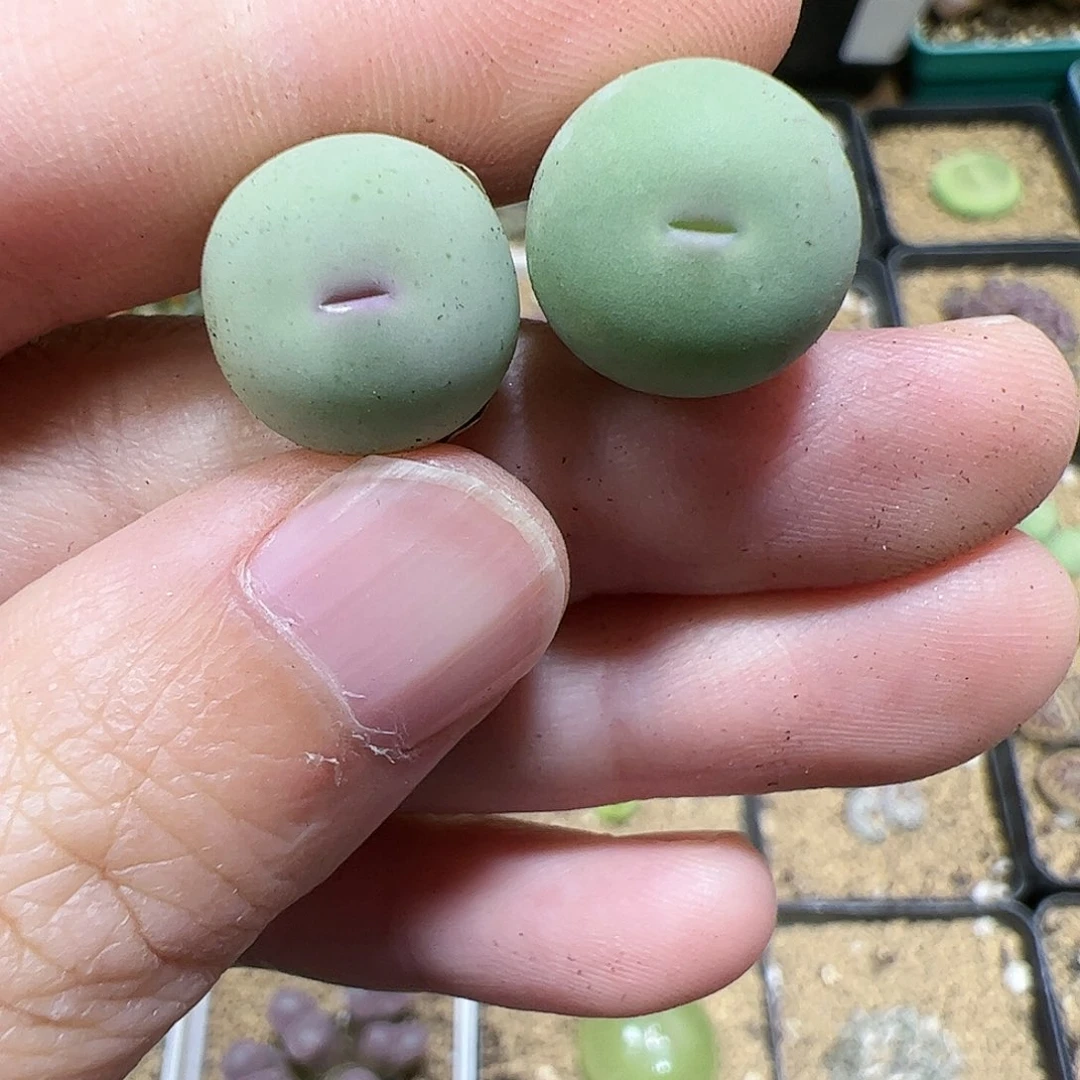 【闪购商品】170 粉嘴鸽子蛋