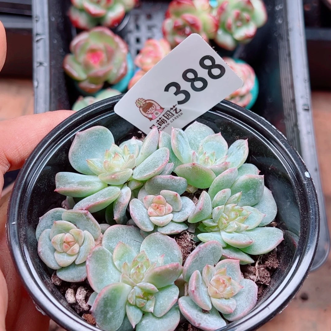 多肉植物多肉植物